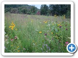 Wild Flowers