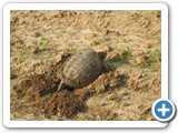 Snapper Nesting