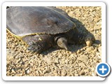 Softshell