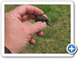 Baby Snapper